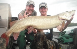 2nd and largest of a huge double with client Dave and just shy of the 4 foot mark! Half day outing late September 2013. 200th musky in my boat on a tooth tamer rod since opening day in May of 2012! Awesome!
