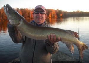 Client Randy with his first musky (43") ever on his first ever musky trip! The fish crushed the bait boatside! Had 2 other hookups and one boatside blowup. Half day outing early October.