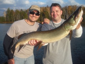 Clients Pierre and Randy scored with this northern WI beast last night on a half day outing. Congrats to Randy on his 2nd largest musky ever! Beautiful fish!