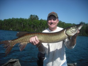 Client Jeff with his 1st musky of the season (40.5) on his 3rd cast of a half day trip!  Lost a GIANT about an hour later and hooked 2 other muskies; raised several more.  Early July 2013.