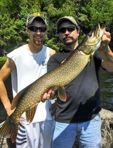 A nice first musky and a decent pike caught by this father-son duo on their first time ever musky fishing!  Late June 2014.