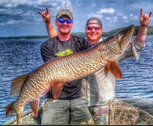 This 52″ Tiger musky was caught and released in Vilas County Wisconsin by Client Matt Witt of Chicago, IL.  The fish was 1/2 INCH SHORTER THAN THE MODERN DAY WORLD RECORD!!!  August 2, 2014.