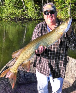 (Fish 1 of 2) A beautiful 41" musky 30 cast into his first time ever musky fishing for Jeff !  Late June 2014