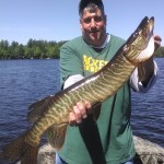 Clients Emmet and John boated 4 muskies up to 45" on an early June outing.  These were Emmett's 2nd and 3rd  career muskies and Johns first. Excellent day on the water!
